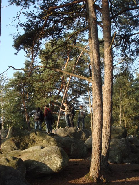 Pinus sylvestris Fontainebleau